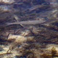 Unidentified Fish (TBC) at Merimbula, NSW - 29 Dec 2020 by Kyliegw