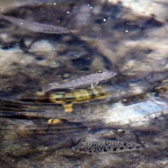 Unverified Fish at Merimbula, NSW - 30 Dec 2020 by KylieWaldon