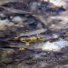 Unidentified Fish at Merimbula, NSW - 29 Dec 2020 by Kyliegw