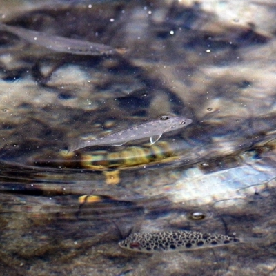 Unverified Fish at Merimbula, NSW - 30 Dec 2020 by KylieWaldon