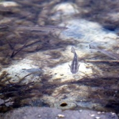 Unidentified Fish at Merimbula, NSW - 29 Dec 2020 by Kyliegw