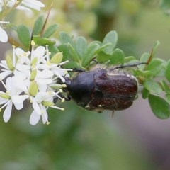 Bisallardiana sp. (Flower scarab) at Narrabarba, NSW - 30 Dec 2020 by Kyliegw
