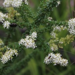 Bursaria spinosa subsp. lasiophylla (Australian Blackthorn) at East Boyd State Forest - 30 Dec 2020 by Kyliegw