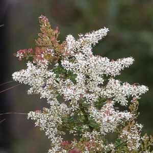 Bursaria spinosa subsp. lasiophylla at Narrabarba, NSW - 30 Dec 2020