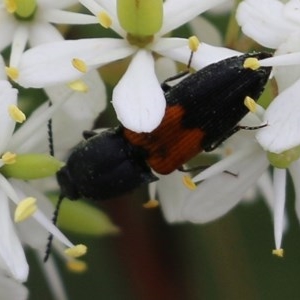 Anilicus xanthomus at Narrabarba, NSW - 30 Dec 2020 12:18 PM