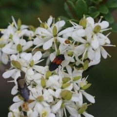 Anilicus xanthomus at Narrabarba, NSW - 30 Dec 2020