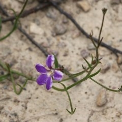 Scaevola ramosissima (Hairy Fan-flower) at Narrabarba, NSW - 30 Dec 2020 by Kyliegw