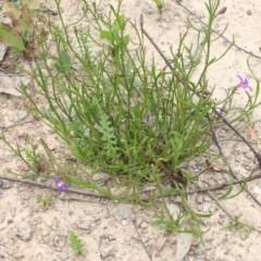 Scaevola ramosissima at Narrabarba, NSW - 30 Dec 2020