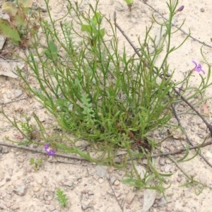 Scaevola ramosissima at Narrabarba, NSW - 30 Dec 2020 12:35 PM