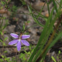 Scaevola ramosissima at Narrabarba, NSW - 30 Dec 2020