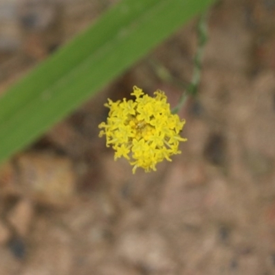 Leptorhynchos nitidulus (Shiny Buttons) at East Boyd State Forest - 30 Dec 2020 by Kyliegw