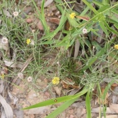 Leptorhynchos nitidulus at Narrabarba, NSW - 30 Dec 2020