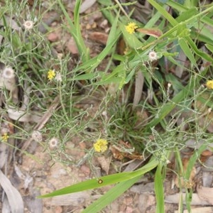 Leptorhynchos nitidulus at Narrabarba, NSW - 30 Dec 2020