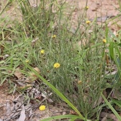 Leptorhynchos nitidulus at Narrabarba, NSW - 30 Dec 2020