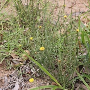 Leptorhynchos nitidulus at Narrabarba, NSW - 30 Dec 2020