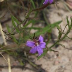 Scaevola ramosissima (Hairy Fan-flower) at Narrabarba, NSW - 30 Dec 2020 by Kyliegw