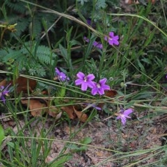 Scaevola ramosissima at Narrabarba, NSW - 30 Dec 2020