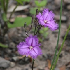 Thysanotus tuberosus subsp. tuberosus (Common Fringe-lily) at East Boyd State Forest - 30 Dec 2020 by Kyliegw