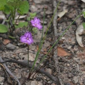 Thysanotus tuberosus subsp. tuberosus at Narrabarba, NSW - 30 Dec 2020