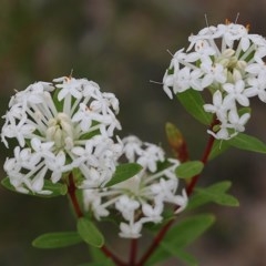 Pimelea linifolia subsp. linifolia (Queen of the Bush, Slender Rice-flower) at East Boyd State Forest - 30 Dec 2020 by Kyliegw