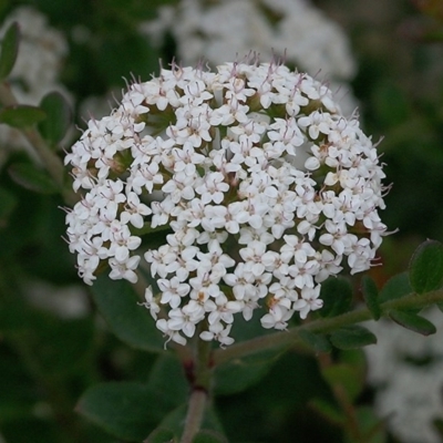 Platysace lanceolata (Shrubby Platysace) at East Boyd State Forest - 30 Dec 2020 by Kyliegw