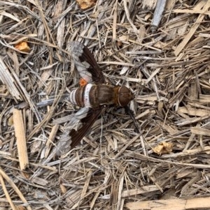 Balaana sp. (genus) at Murrumbateman, NSW - 30 Dec 2020