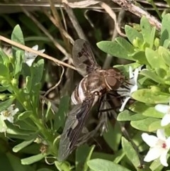 Balaana sp. (genus) at Murrumbateman, NSW - 30 Dec 2020