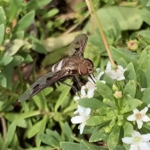 Balaana sp. (genus) at Murrumbateman, NSW - 30 Dec 2020