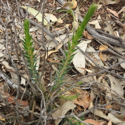 Melichrus urceolatus (Urn Heath) at Mulligans Flat - 30 Dec 2020 by Liam.m