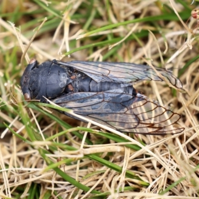 Psaltoda moerens (Redeye cicada) at Acton, ACT - 29 Dec 2020 by RodDeb