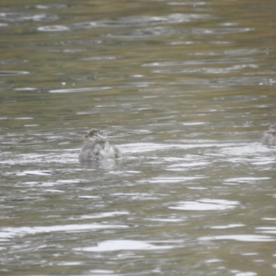 Poliocephalus poliocephalus (Hoary-headed Grebe) at Mulligans Flat - 30 Dec 2020 by Liam.m