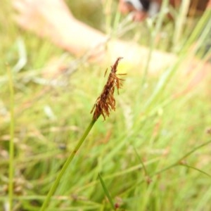 Eleocharis atricha at Forde, ACT - 30 Dec 2020 12:50 PM