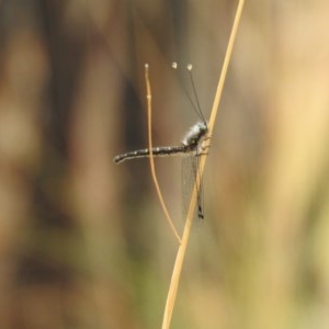 Ascalaphidae (family) at Forde, ACT - 30 Dec 2020