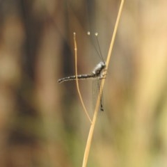 Ascalaphidae (family) (Owlfly) at Mulligans Flat - 30 Dec 2020 by Liam.m
