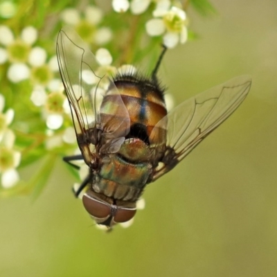 Rutilia (Donovanius) sp. (genus & subgenus) (A Bristle Fly) at Acton, ACT - 29 Dec 2020 by RodDeb