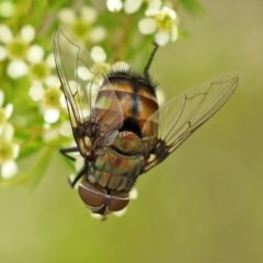 Rutilia (Donovanius) sp. (genus & subgenus) (A Bristle Fly) at Acton, ACT - 29 Dec 2020 by RodDeb