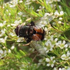 Rutilia (Donovanius) sp. (genus & subgenus) at Acton, ACT - 29 Dec 2020