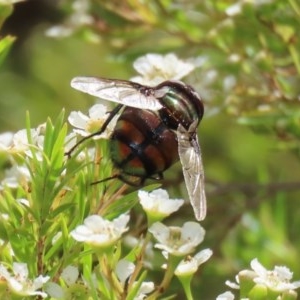 Rutilia (Donovanius) sp. (genus & subgenus) at Acton, ACT - 29 Dec 2020