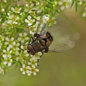 Rutilia (Donovanius) sp. (genus & subgenus) at Acton, ACT - 29 Dec 2020