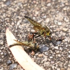 Zosteria rosevillensis (A robber fly) at ANBG - 29 Dec 2020 by RodDeb