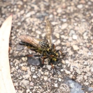 Zosteria rosevillensis at Acton, ACT - 29 Dec 2020