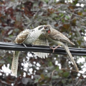 Eudynamys orientalis at Kambah, ACT - 30 Dec 2020