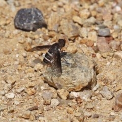 Villa sp. (genus) (Unidentified Villa bee fly) at ANBG - 29 Dec 2020 by RodDeb
