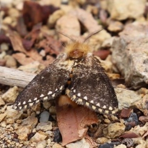 Epicoma (genus) at Acton, ACT - 29 Dec 2020