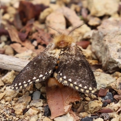 Epicoma (genus) (Unidentified Prominent moth) at Acton, ACT - 29 Dec 2020 by RodDeb