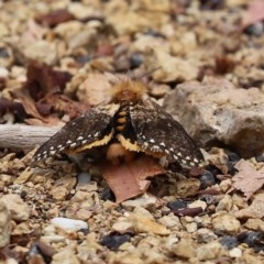 Epicoma (genus) at Acton, ACT - 29 Dec 2020