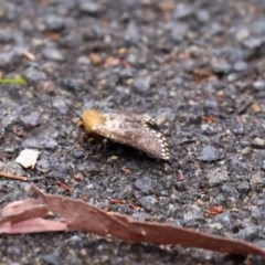 Epicoma (genus) at Acton, ACT - 29 Dec 2020