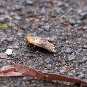 Epicoma (genus) at Acton, ACT - 29 Dec 2020