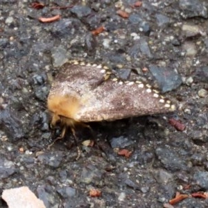 Epicoma (genus) at Acton, ACT - 29 Dec 2020