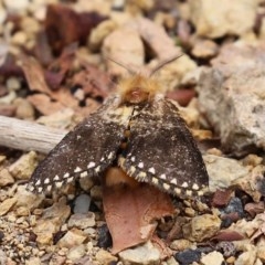 Epicoma (genus) at Acton, ACT - 29 Dec 2020 01:14 PM